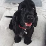 Millie English Cocker Spaniel Black age 6