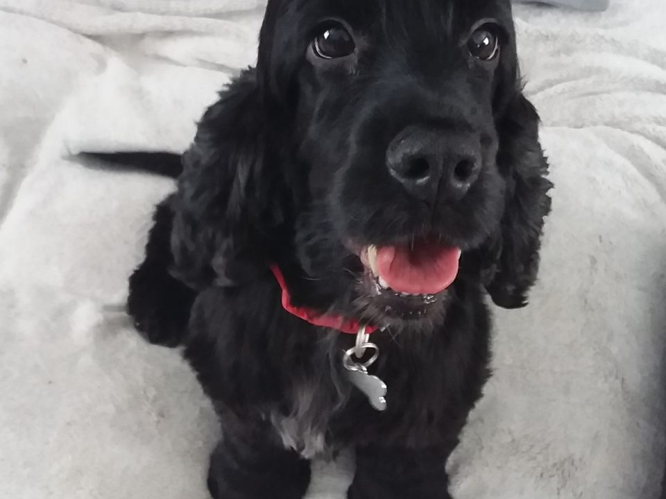 Millie English Cocker Spaniel Black age 6