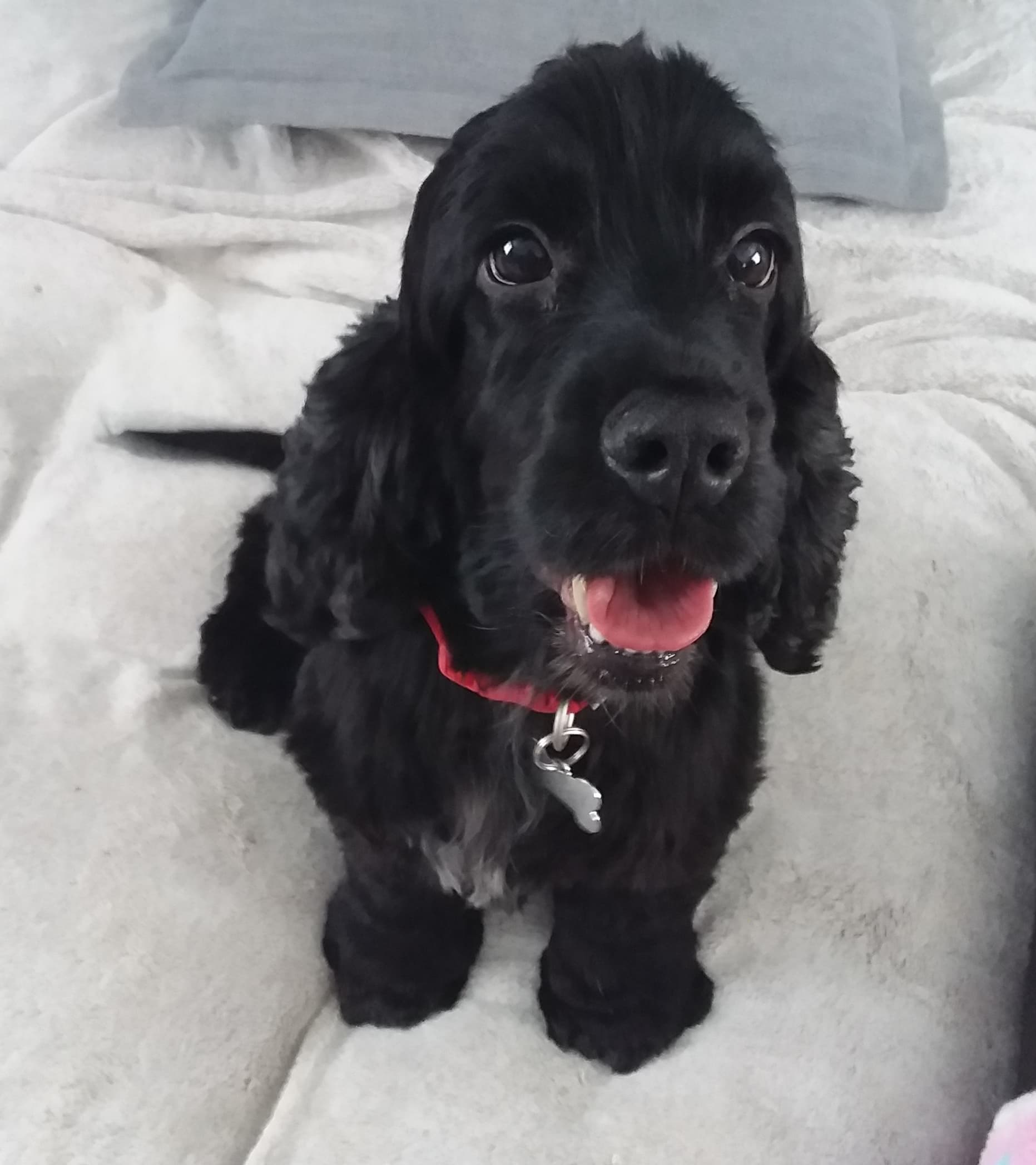 Millie English Cocker Spaniel Black age 6