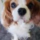 Oscar Blenheim Cavalier King Charles age 7