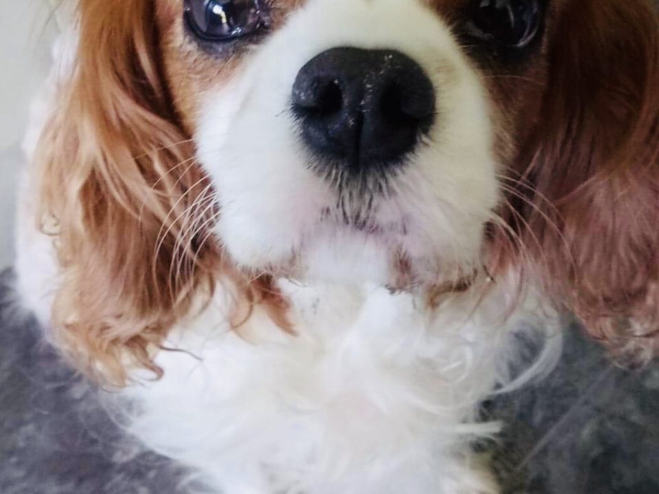 Oscar Blenheim Cavalier King Charles age 7