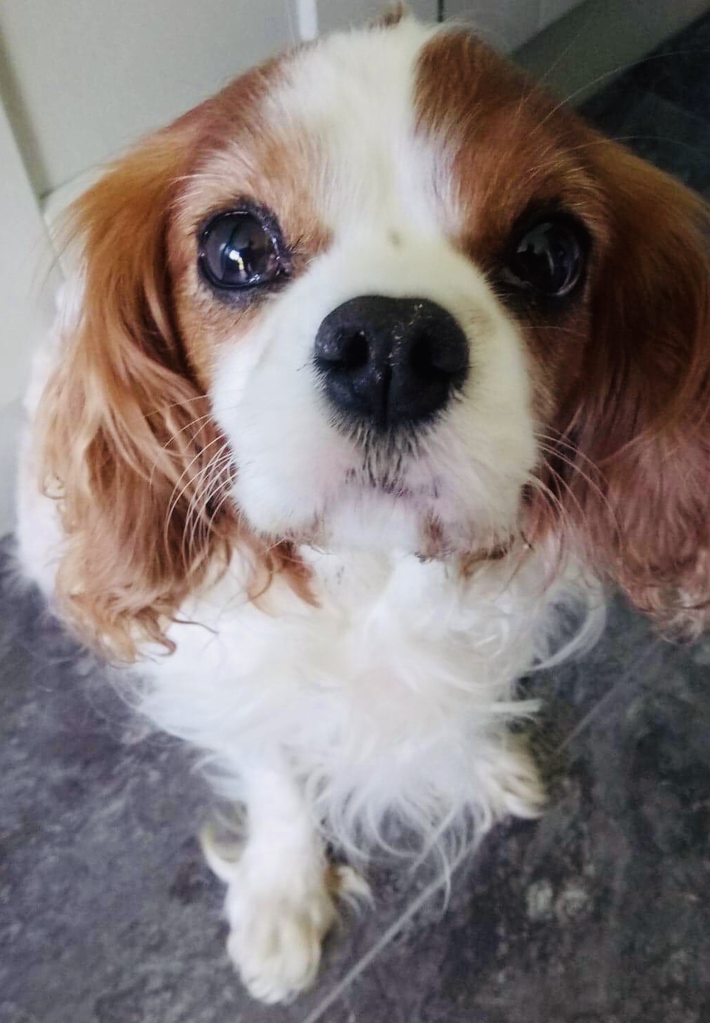 Oscar Blenheim Cavalier King Charles age 7