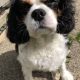 Barney Tricolour Cavalier King charles age 8