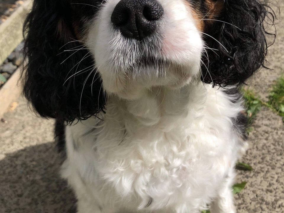 Barney Tricolour Cavalier King charles age 8