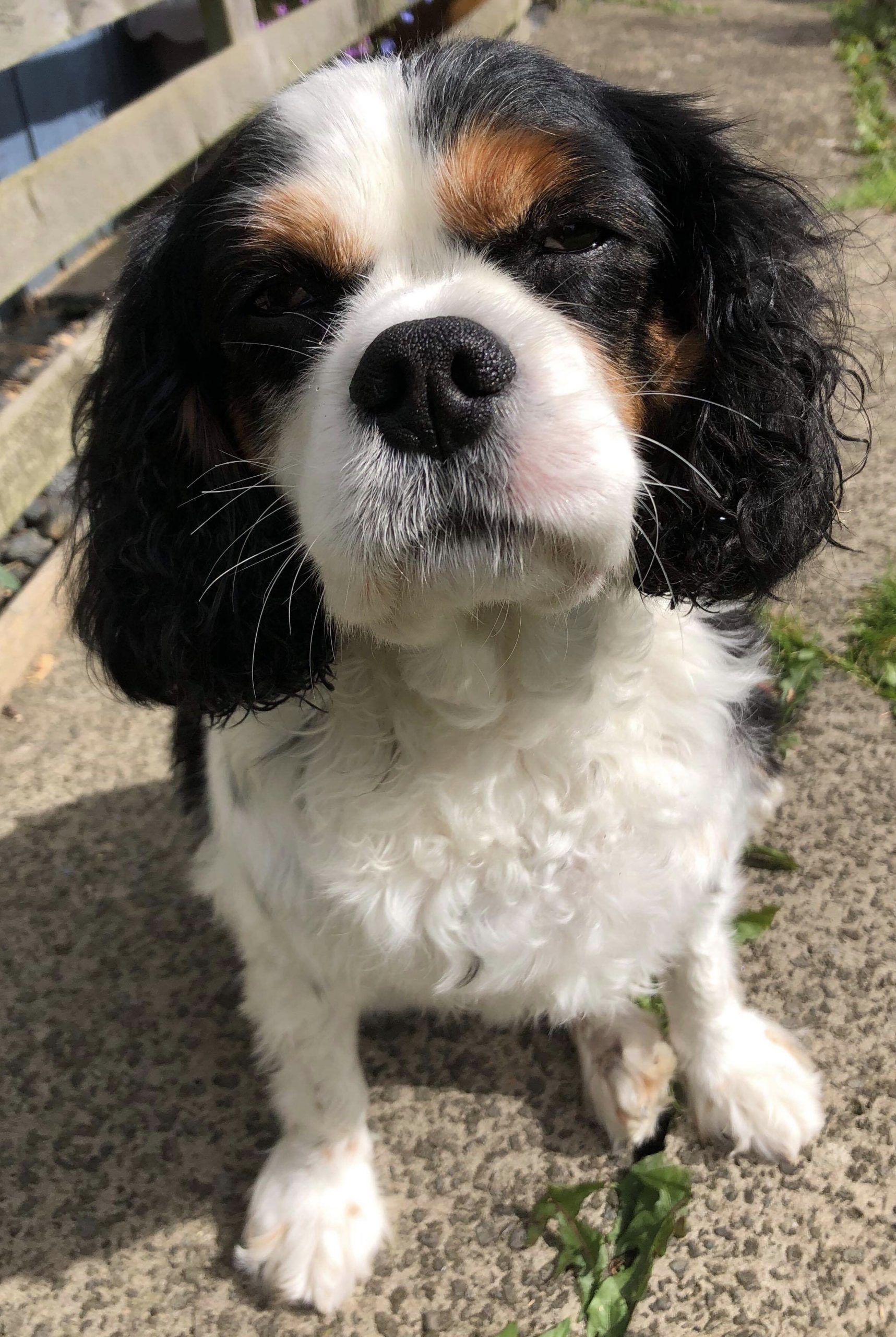 Barney Tricolour Cavalier King charles age 8