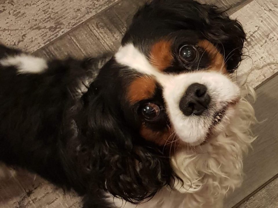 Ralphie Tricolour Cavalier King Charles age 6