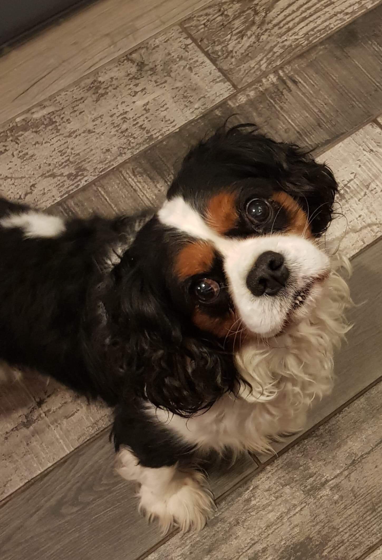 Ralphie Tricolour Cavalier King Charles age 6