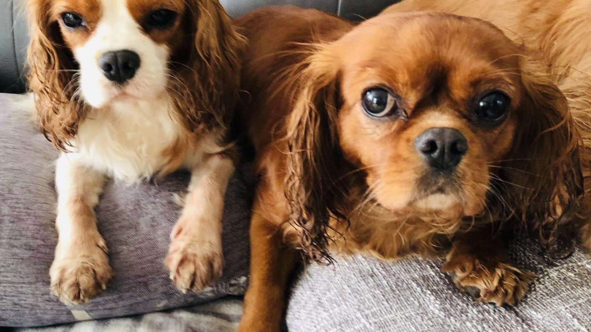 Lola and Ruby Cavalier King Charles Spaniels age 4 and 6 years old