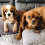 Lola and Ruby Cavalier King Charles Spaniels age 4 and 6 years old