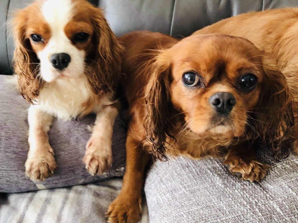 Lola and Ruby Cavalier King Charles Spaniels age 4 and 6 years old