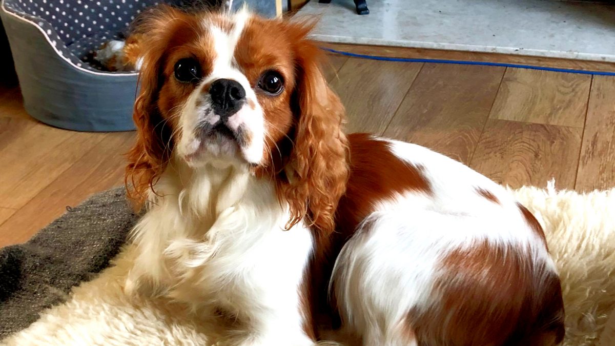 Marley Blenhiem Cavalier King Charles age 14 months