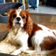 Marley Blenhiem Cavalier King Charles age 14 months