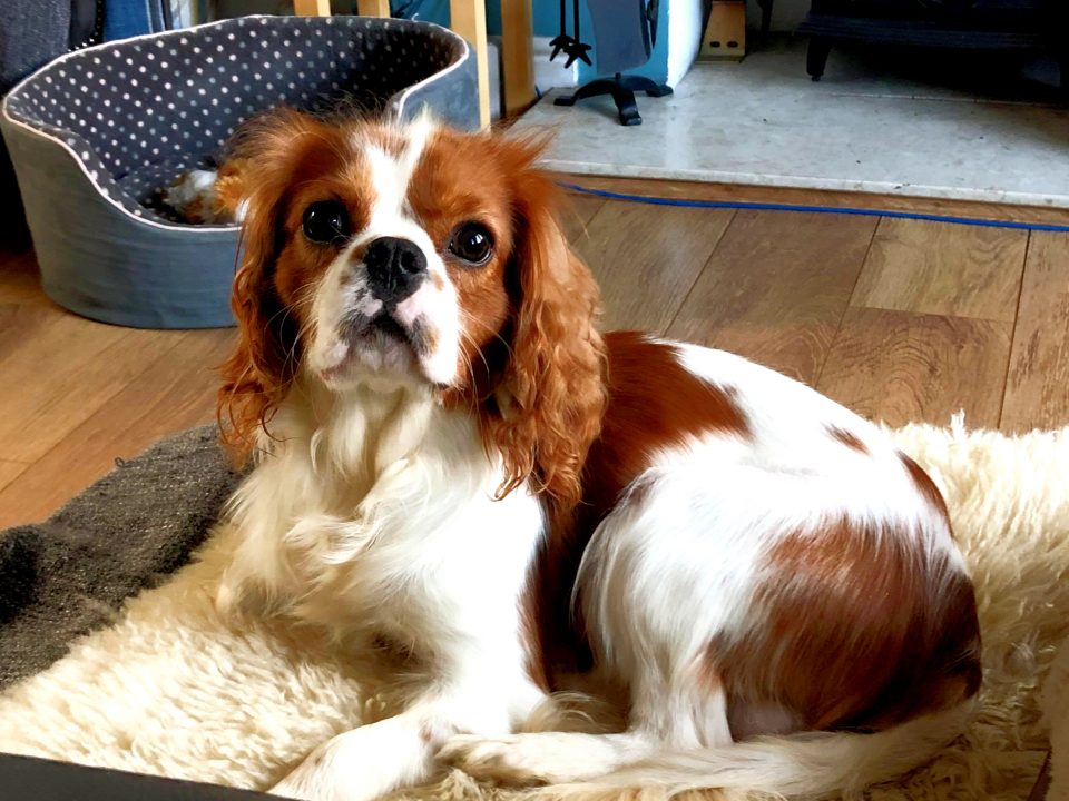 Marley Blenhiem Cavalier King Charles age 14 months