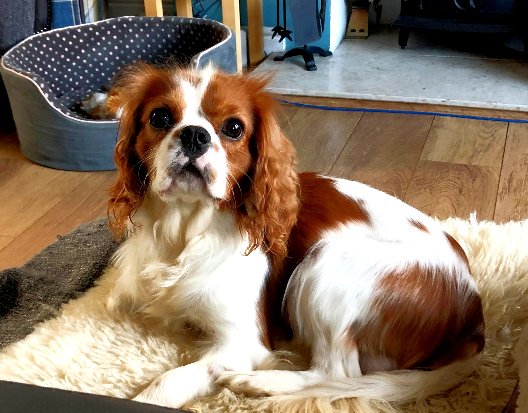 Marley Blenhiem Cavalier King Charles age 14 months