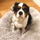 Olly Tricolour Cavalier King Charles Spaniel age 8 years