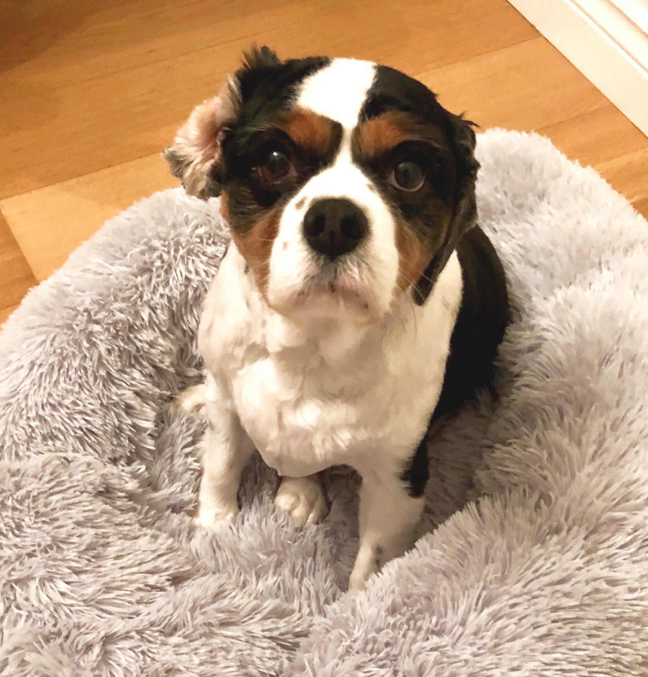 Olly Tricolour Cavalier King Charles Spaniel age 8 years
