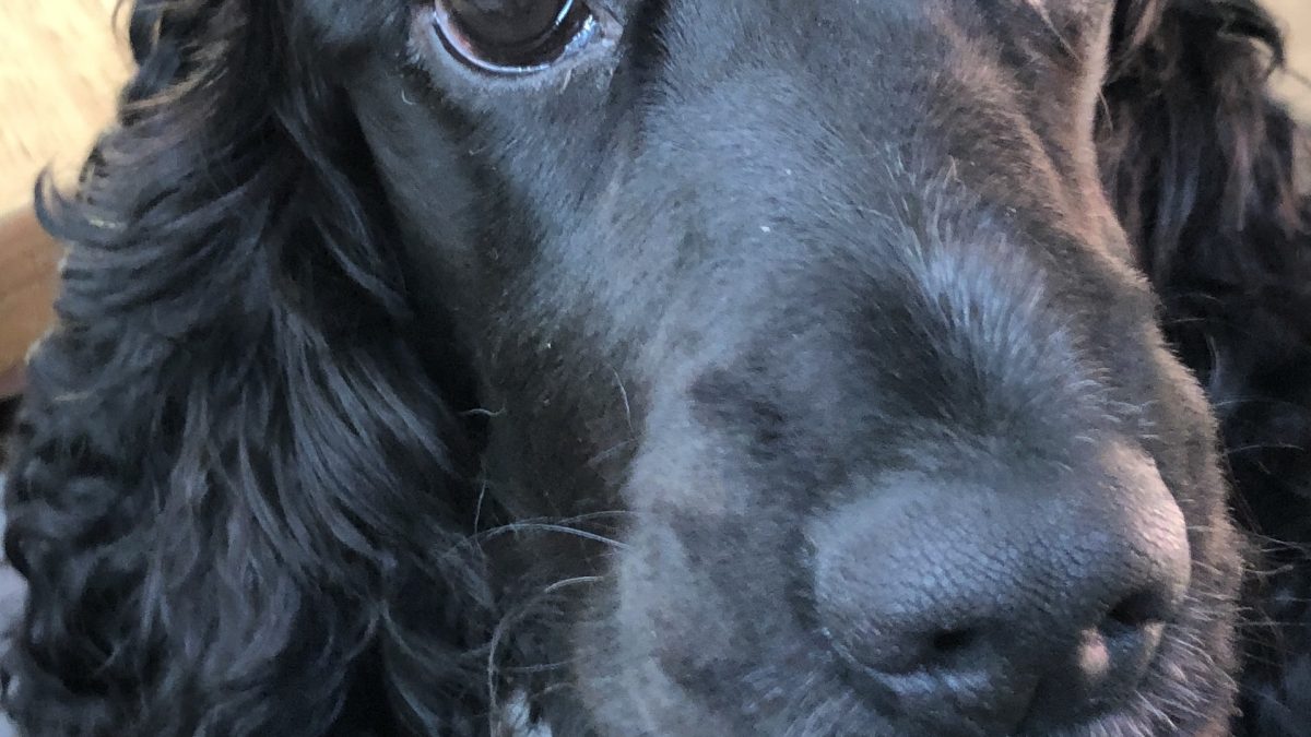 Dixie Black Cocker Spaniel Age 3