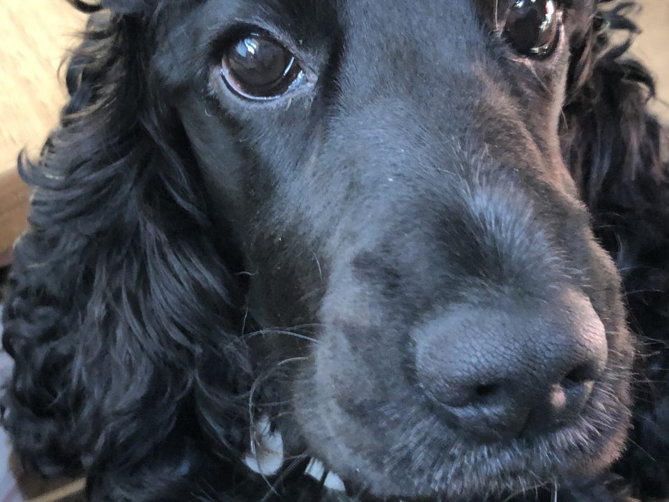 Dixie Black Cocker Spaniel Age 3