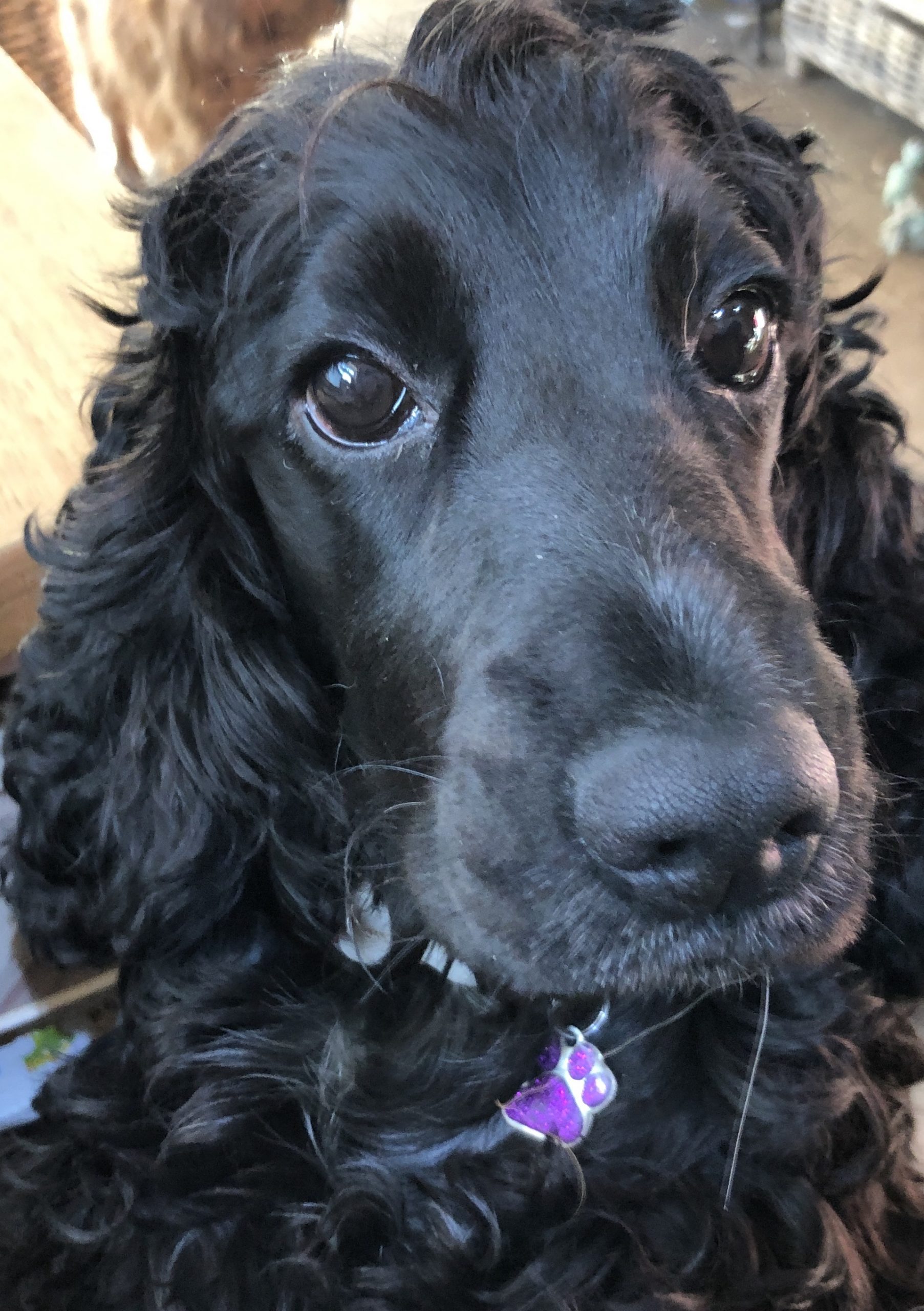 Dixie Black Cocker Spaniel Age 3