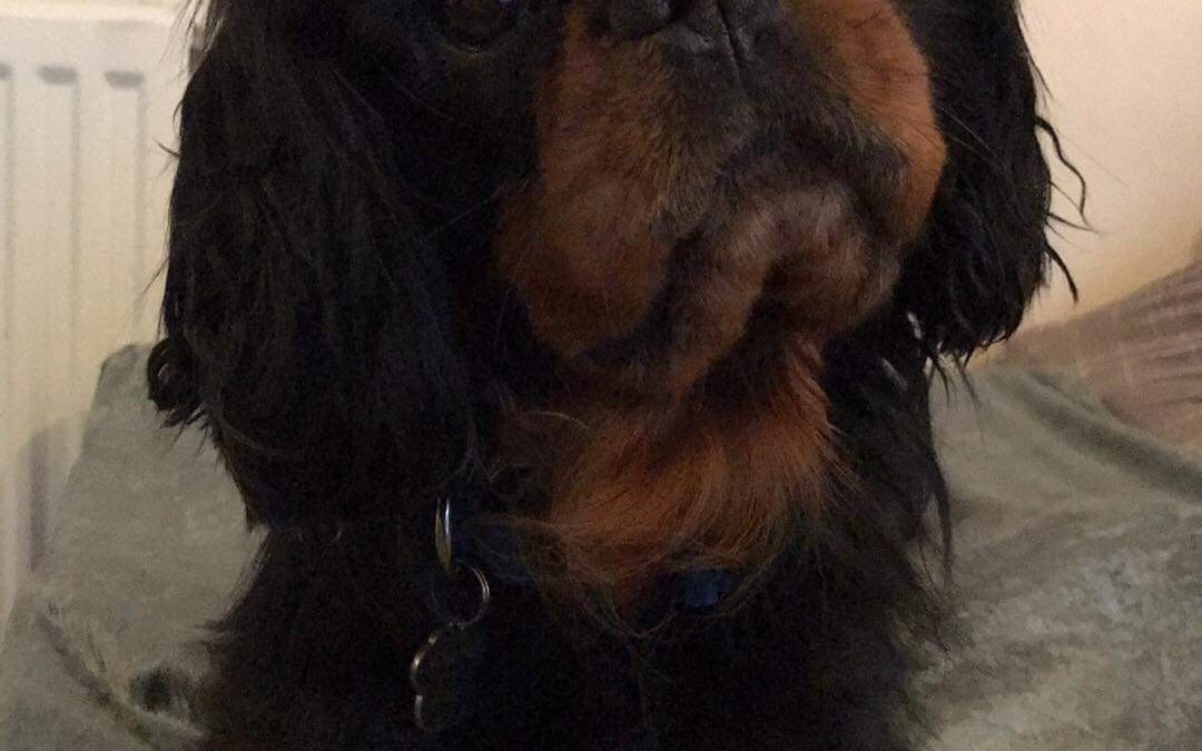 Fonzie age 4 black and tan Cavalier boy