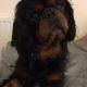 Fonzie age 4 black and tan Cavalier boy