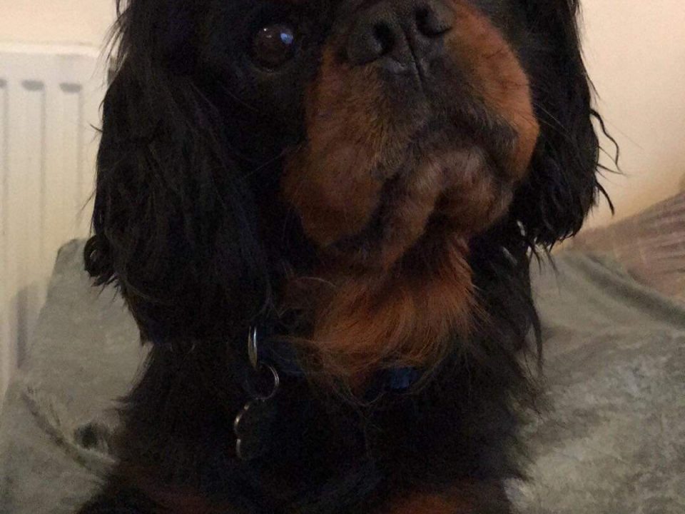 Fonzie age 4 black and tan Cavalier boy