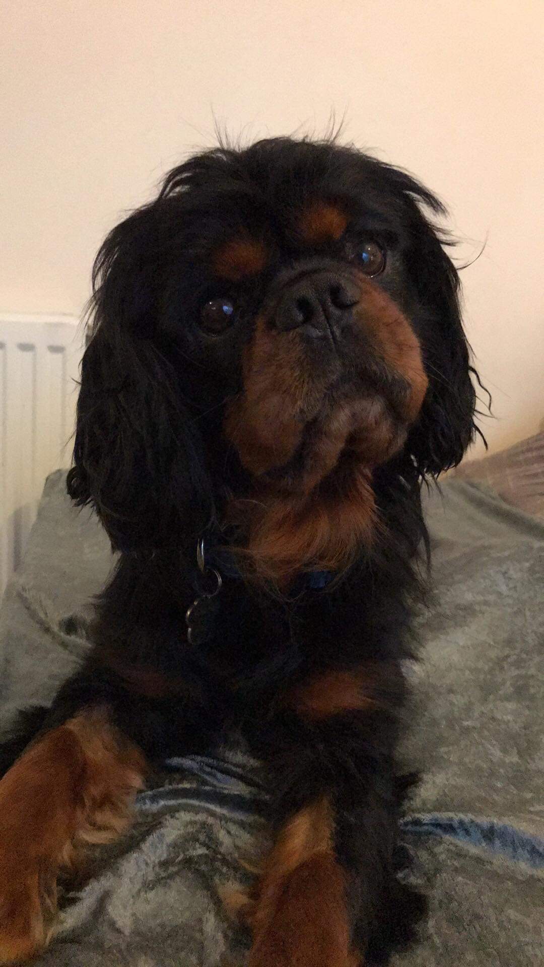 Fonzie age 4 black and tan Cavalier boy