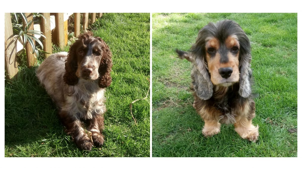 Flo and Betsy Cocker Spaniels