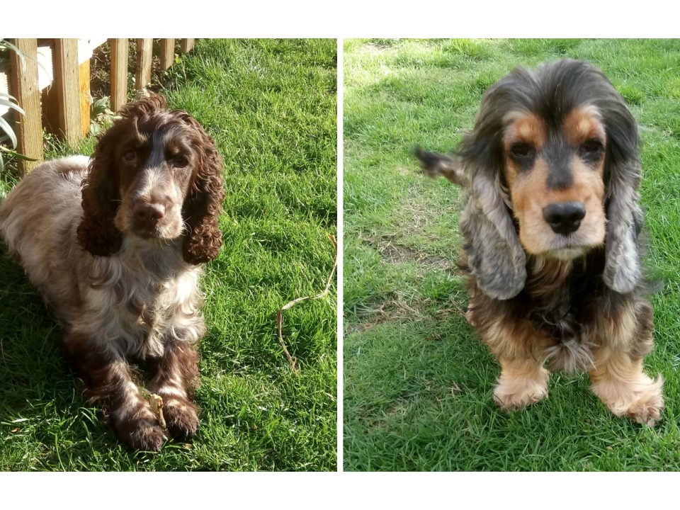 Flo and Betsy Cocker Spaniels