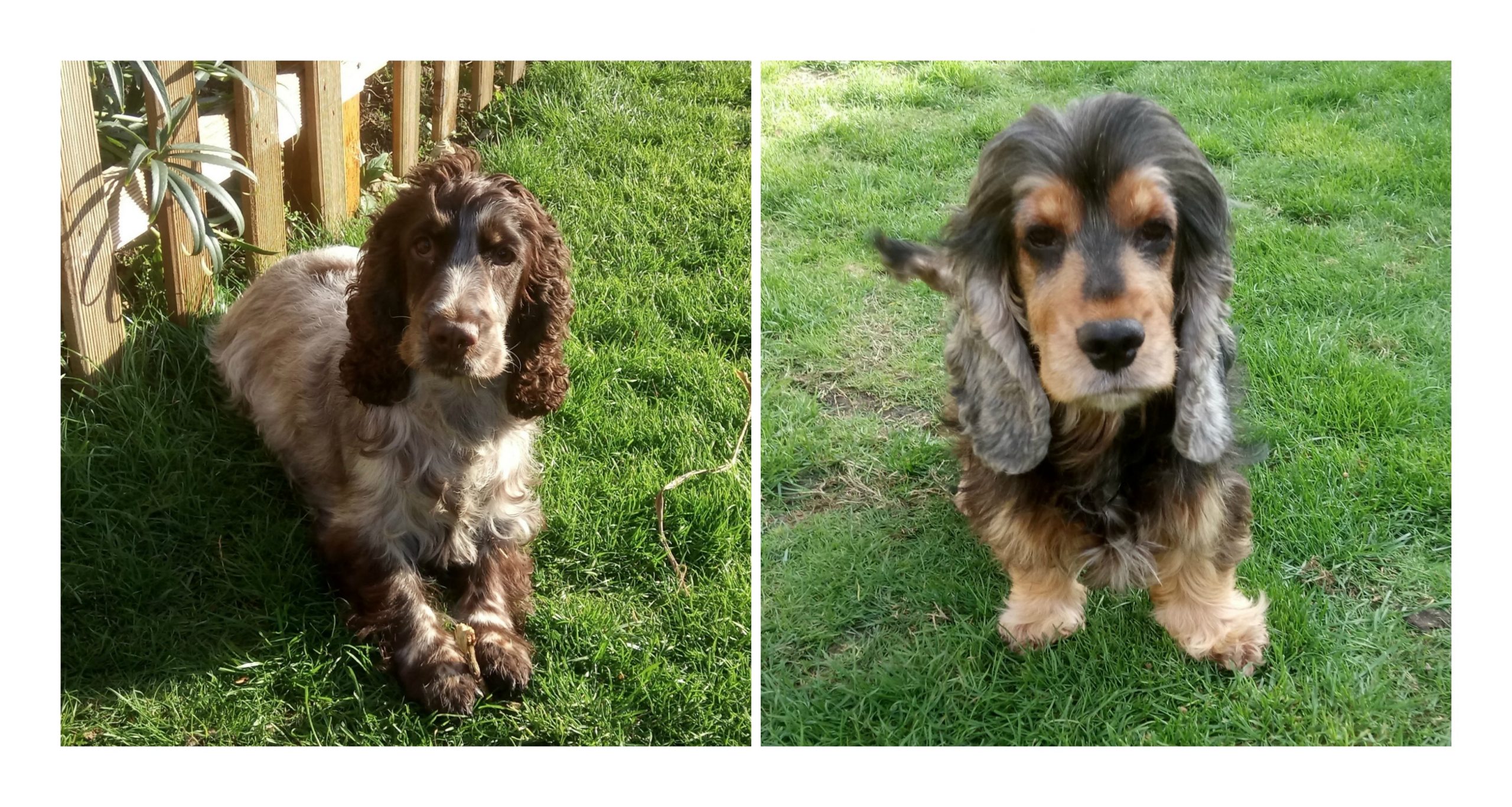 Flo and Betsy Cocker Spaniels
