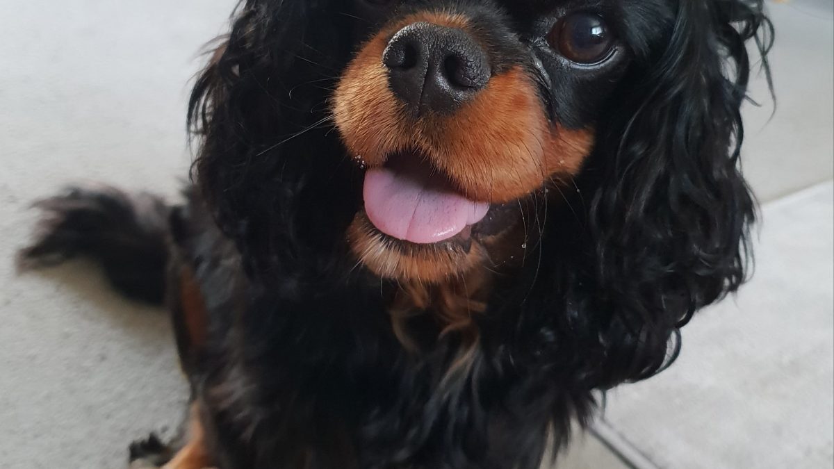 Tilly age 2 black and tan Cavalier King Charles