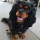 Tilly age 2 black and tan Cavalier King Charles