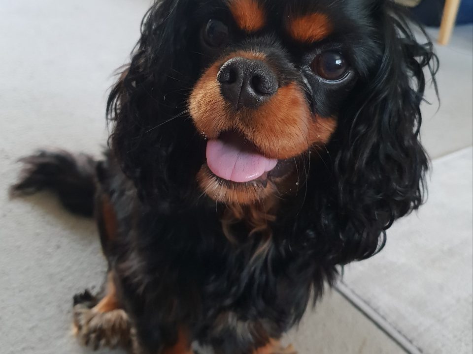 Tilly age 2 black and tan Cavalier King Charles