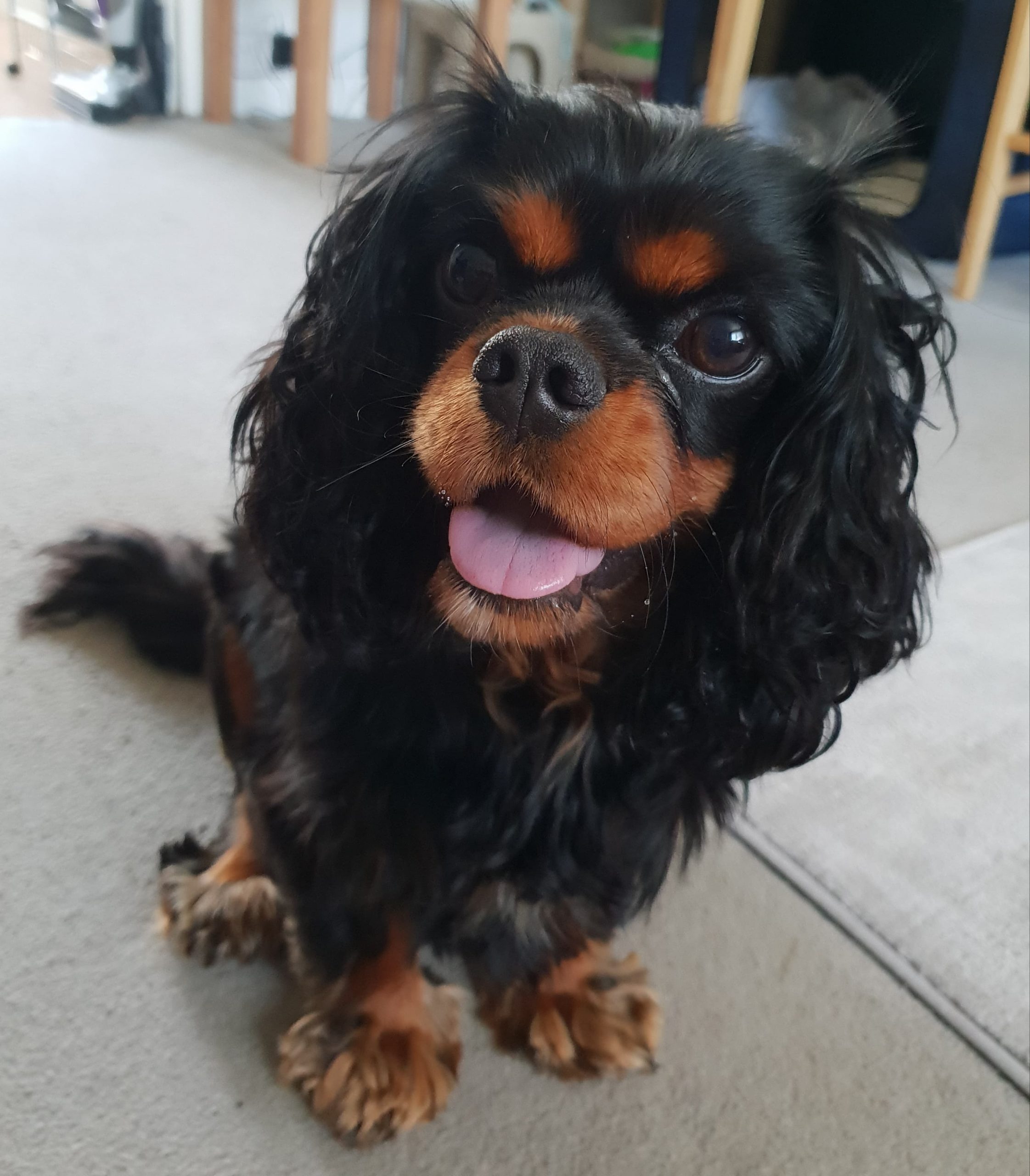 Tilly age 2 black and tan Cavalier King Charles