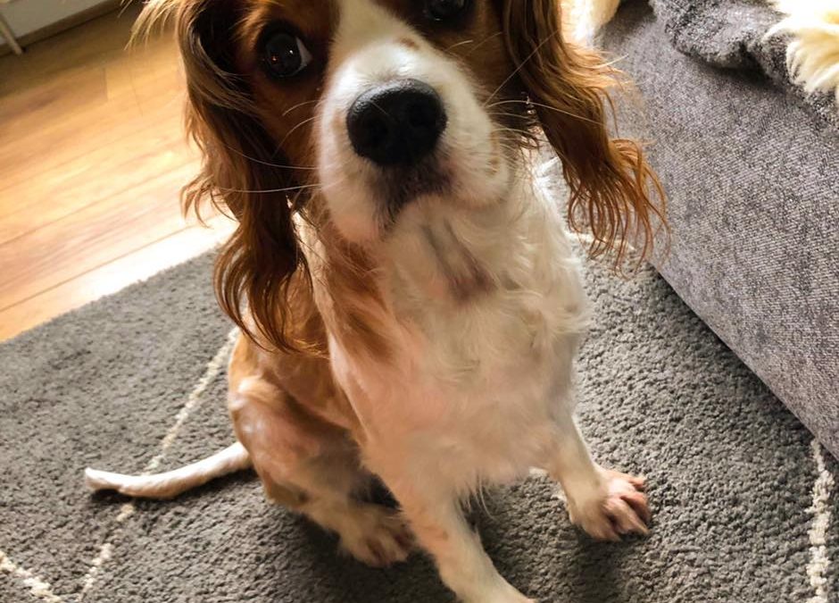 Bailey Blenheim Cavalier King Charles Spaniel age 4