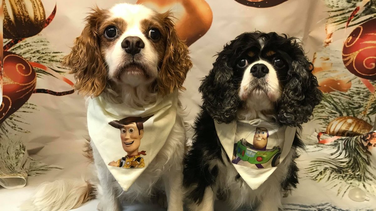 Woody and Buzz Cavalier King Charles Spaniels age 8