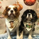 Woody and Buzz Cavalier King Charles Spaniels age 8