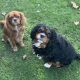 Charlie ruby Cavalier and Oscar black and tan Cavalier