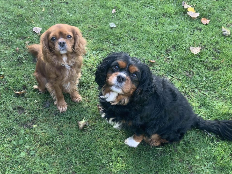 Charlie ruby Cavalier and Oscar black and tan Cavalier