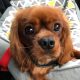 Franky 9 month old Ruby Cavalier King Charles Puppy