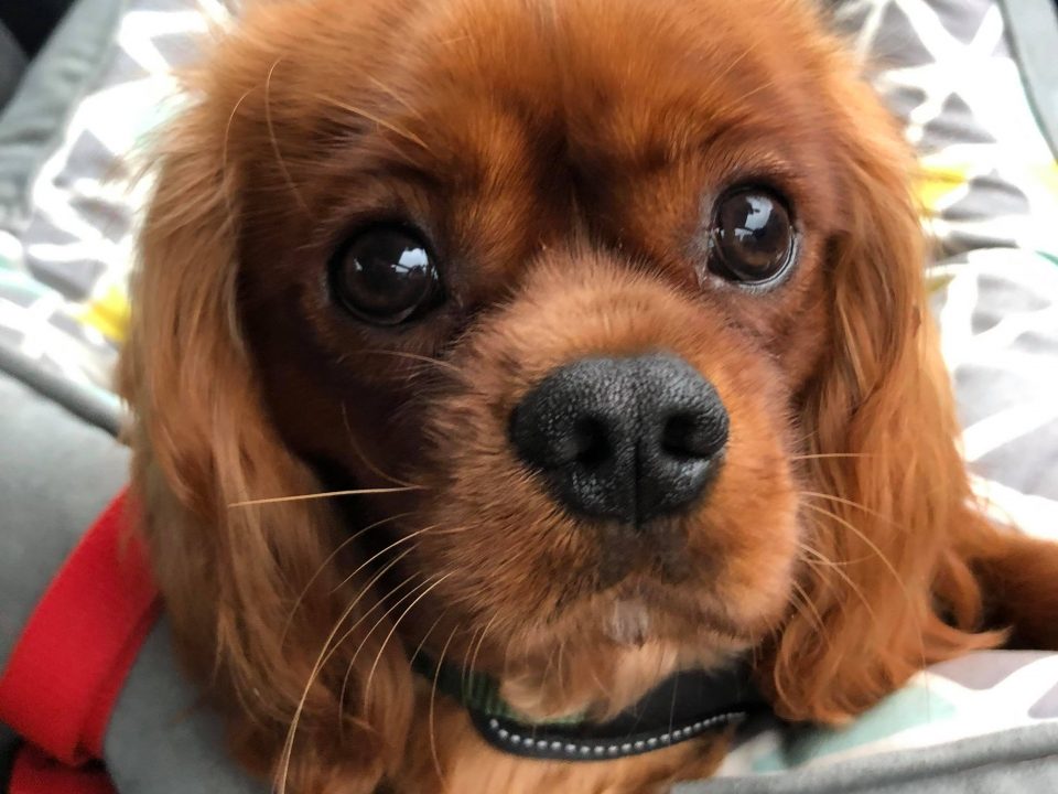 Franky 9 month old Ruby Cavalier King Charles Puppy