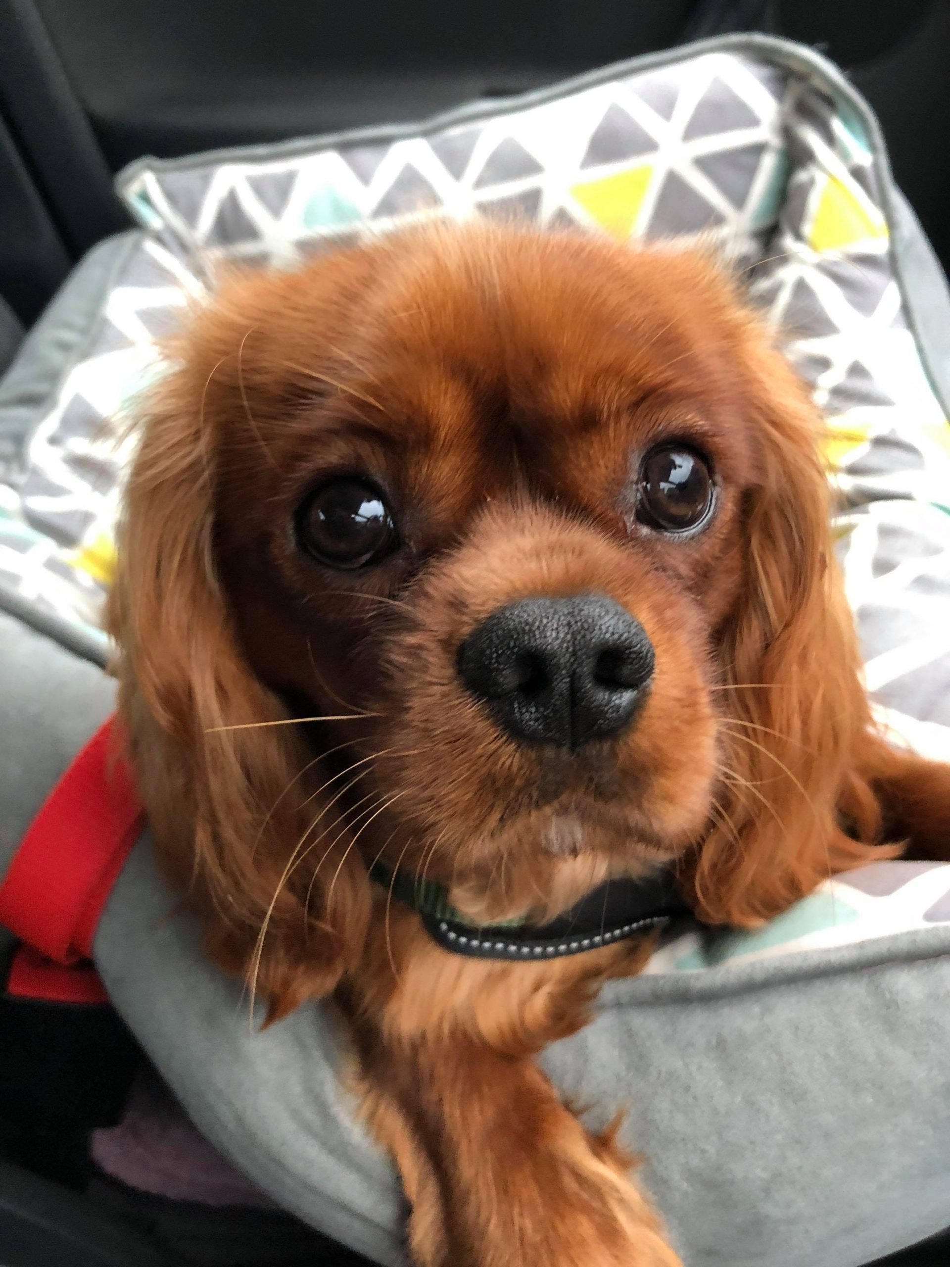Franky 9 month old Ruby Cavalier King Charles Puppy