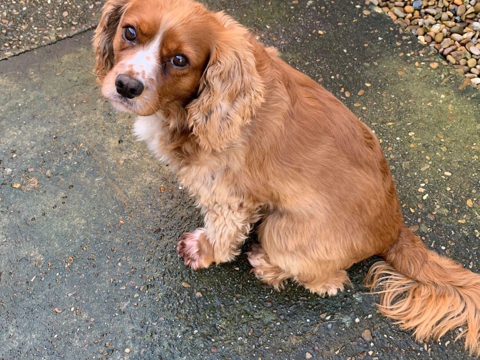 Milo Ruby Cavalier X Cocker Spaniel