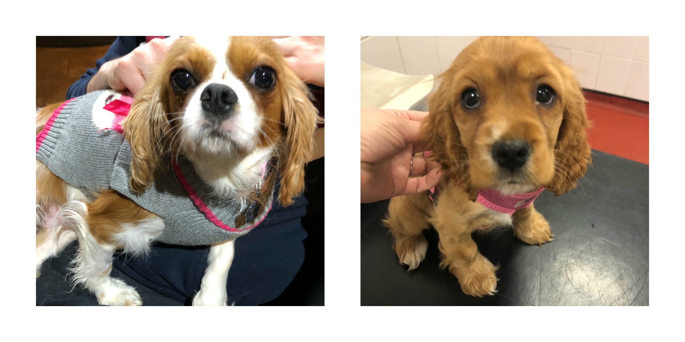 Josie and Waffle Cavalier King charles