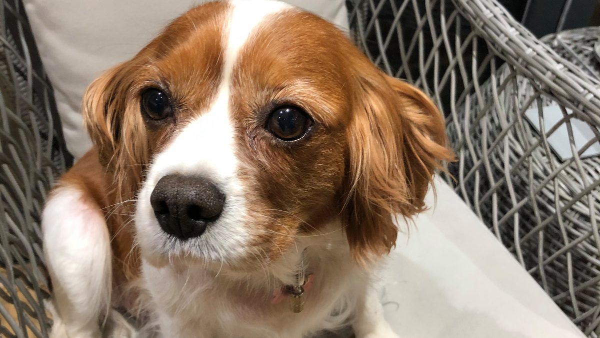 Annie Blenhiem Cavalier King Charles age 7