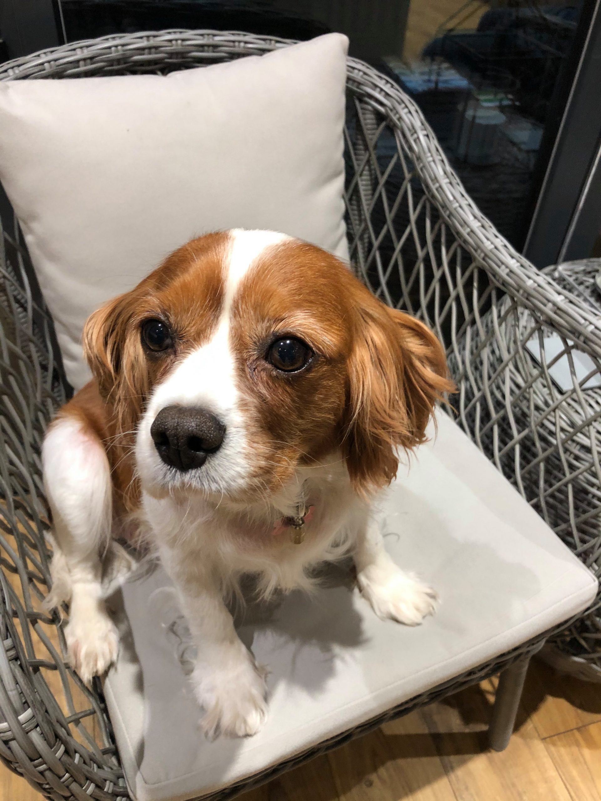 Annie Blenhiem Cavalier King Charles age 7