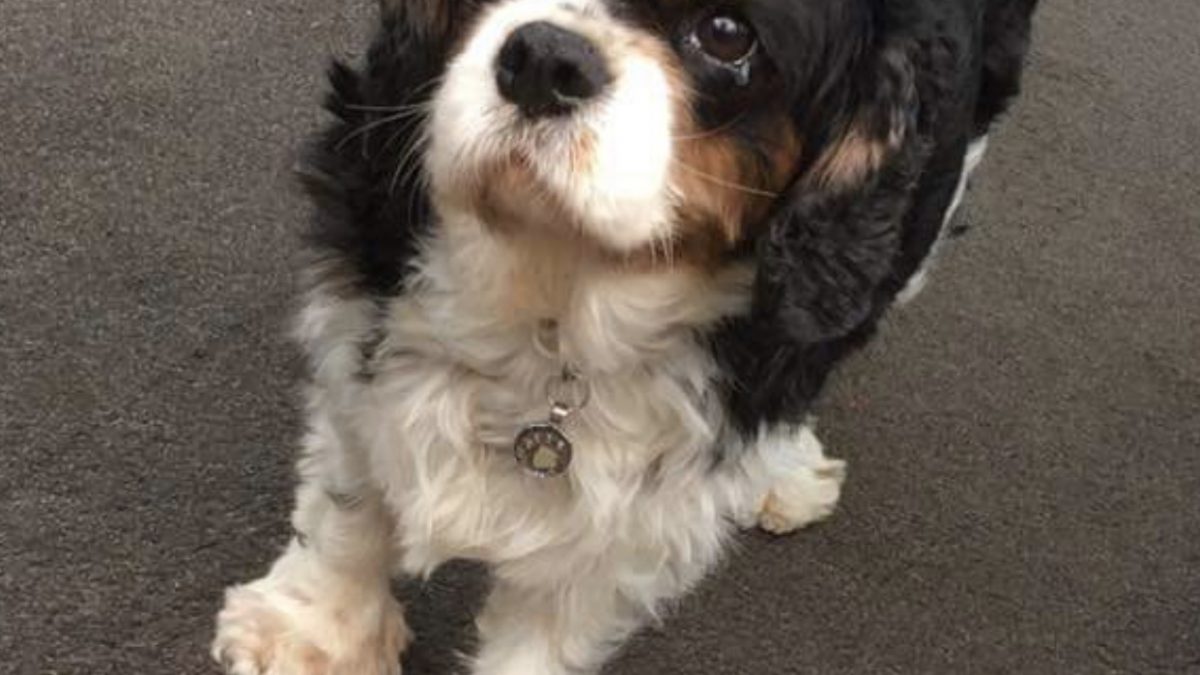 Buddy Tricolour Cavalier King Charles age 6