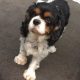 Buddy Tricolour Cavalier King Charles age 6