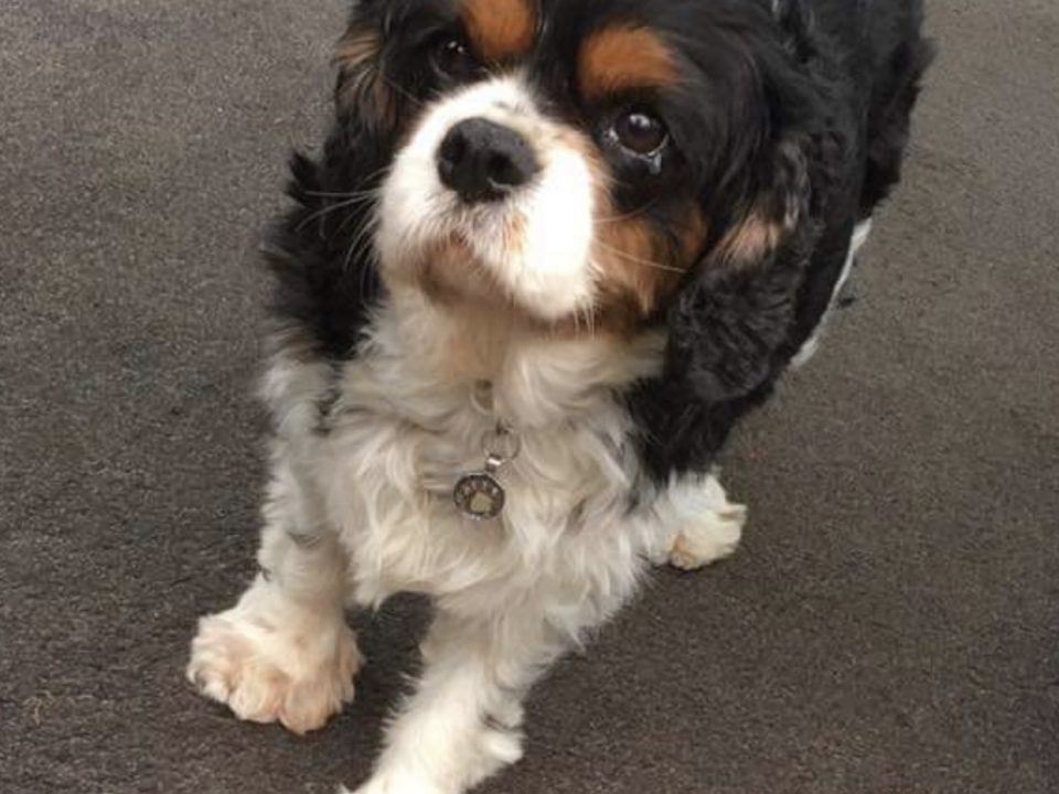 Buddy Tricolour Cavalier King Charles age 6