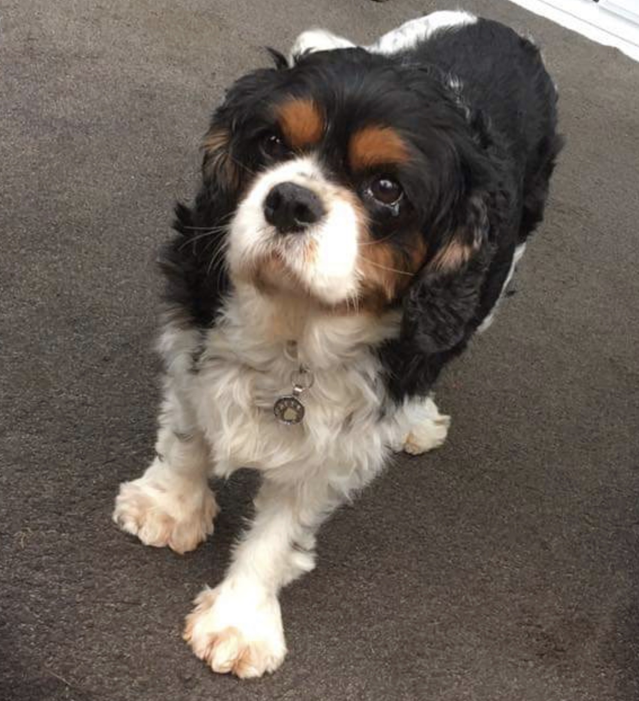 Buddy Tricolour Cavalier King Charles age 6